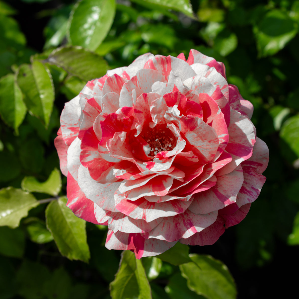 Floribunda rose 'Frida Kahlo'