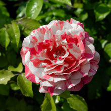 Floribunda rose 'Frida Kahlo'