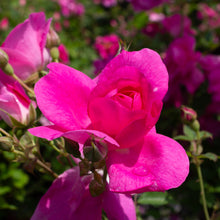 Rosier rustique 'Frontenac'