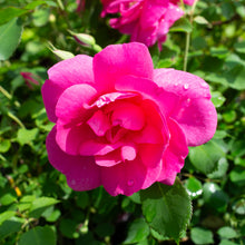 Rosier rustique 'Frontenac'
