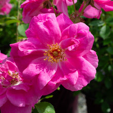 Rosier rustique 'Frontenac'