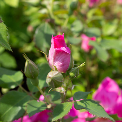 Hardy rose bush 'Frontenac'