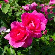 Rosier rustique 'Frontenac'