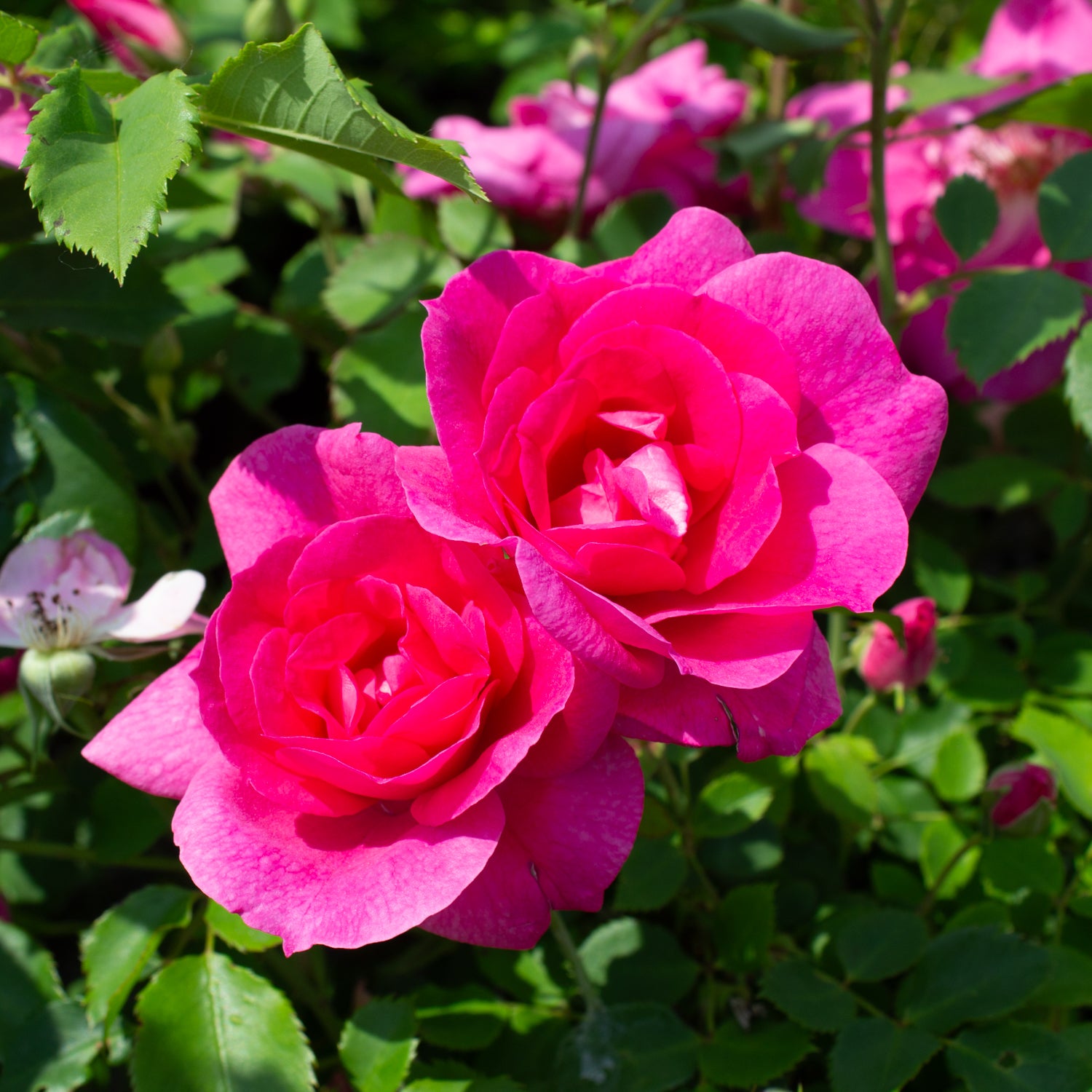 Rosier rustique 'Frontenac'