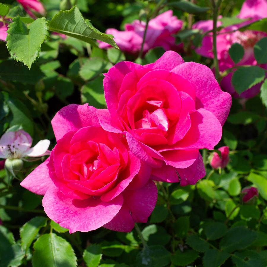 Hardy rose bush 'Frontenac'