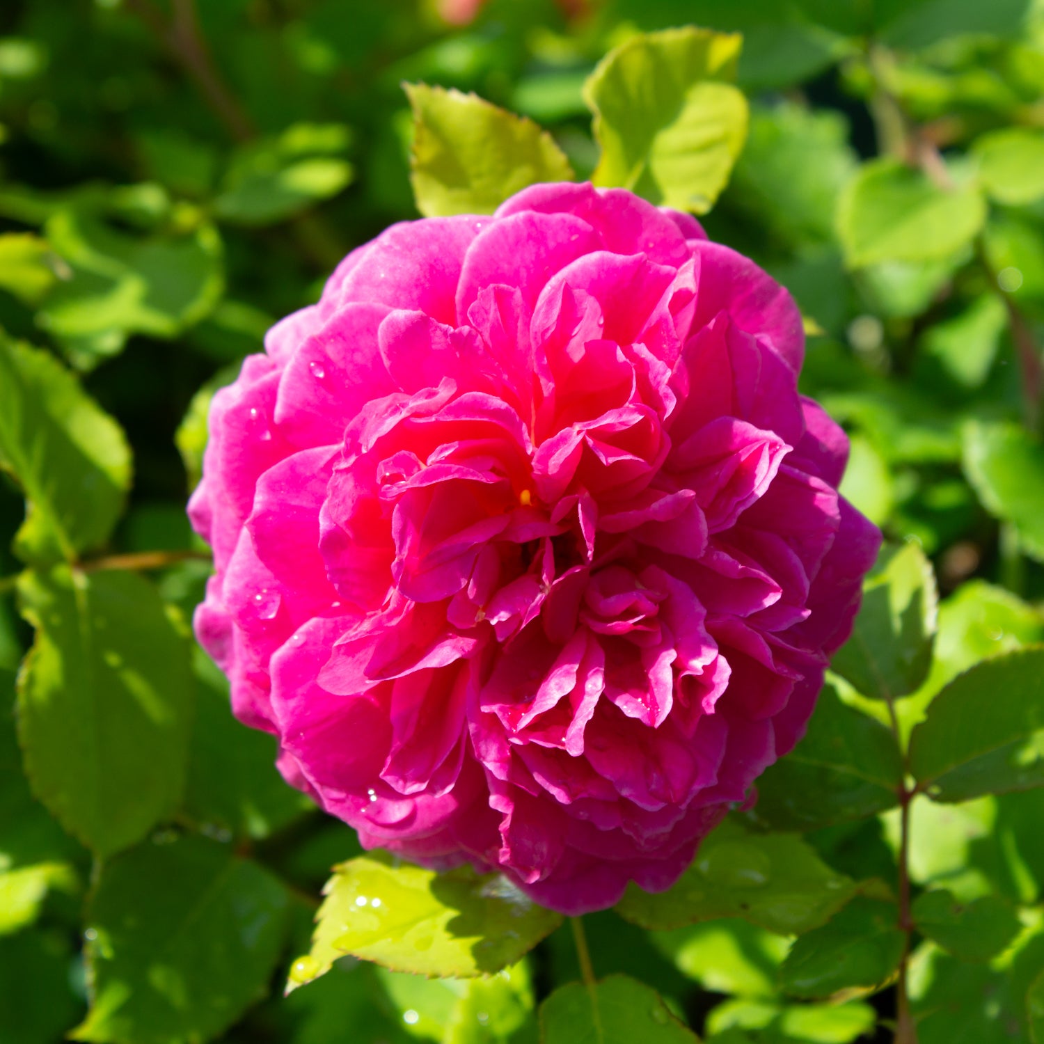 English rose 'Gabriel Oak'