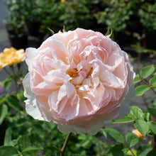 English rose 'Gentle Hermione'