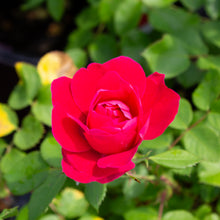 Hardy rose 'George Vancouver'