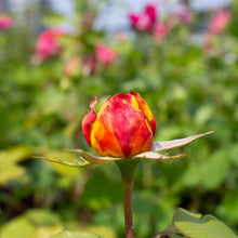 Grandiflora rose 'Glowing Peace'