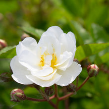 Rosier miniature 'Gourmet Popcorn'