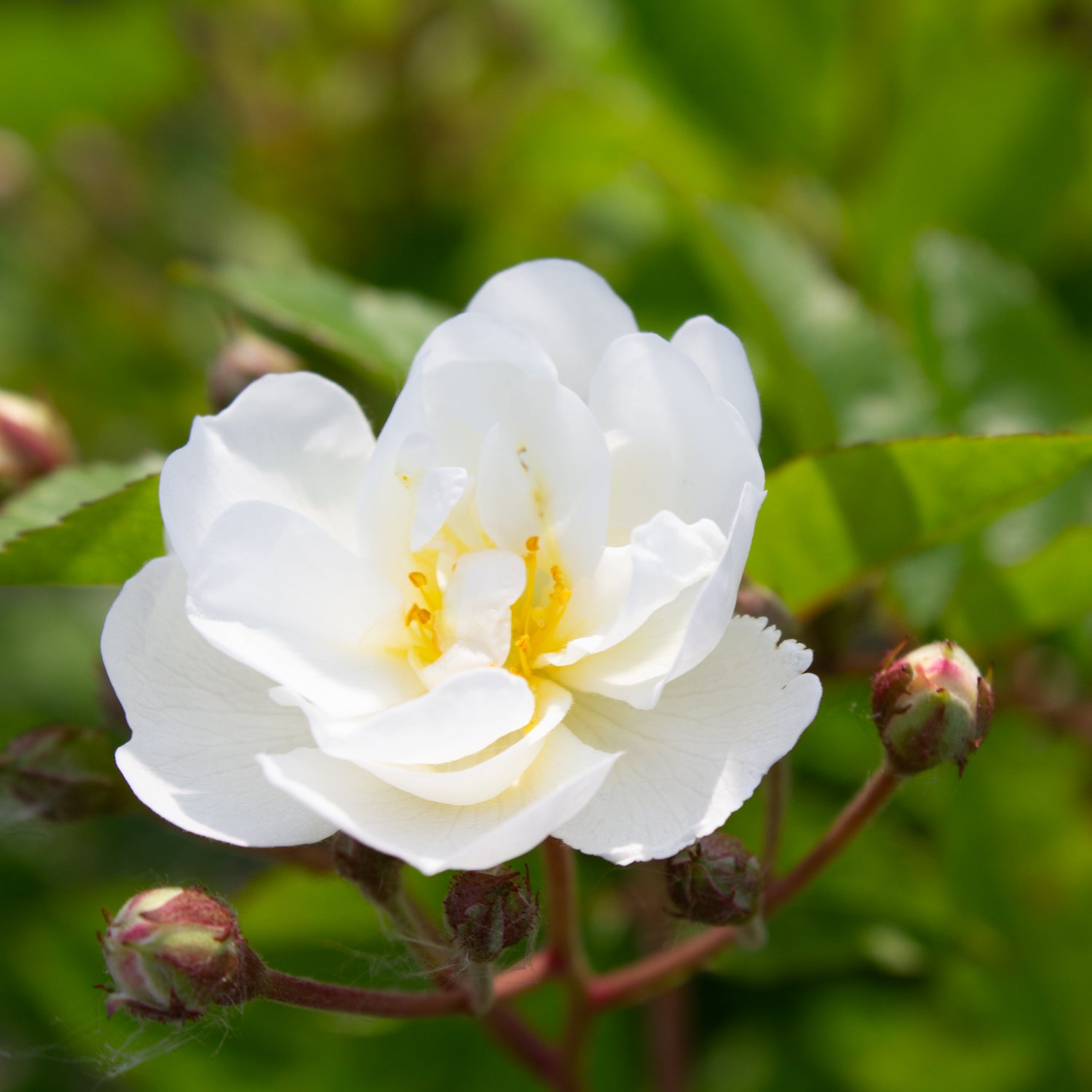 Rosier miniature 'Gourmet Popcorn'