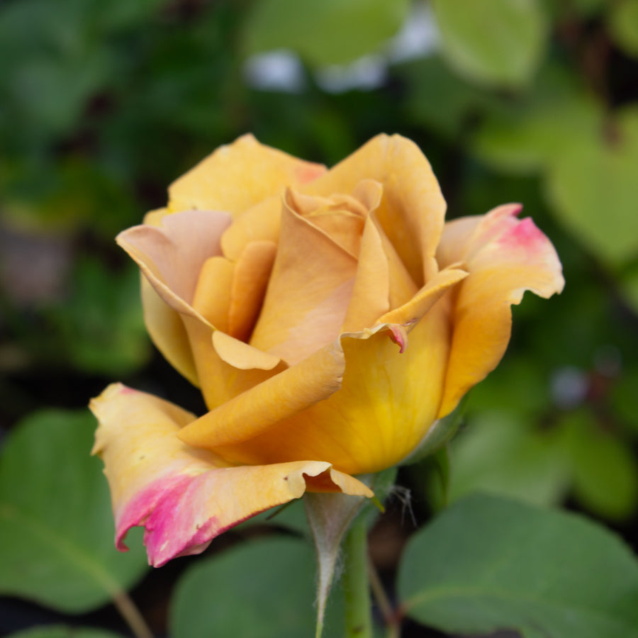 Rosier grandiflora 'Happy Go Lucky'