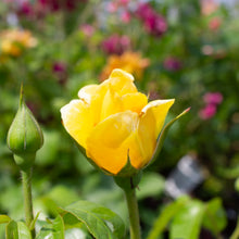 Grandiflora rose 'Happy Go Lucky'