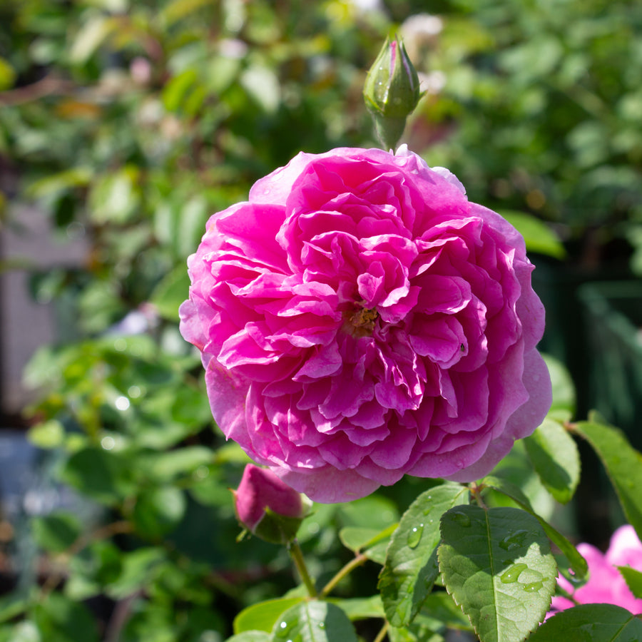 Rosier anglais 'Harlow Carr'