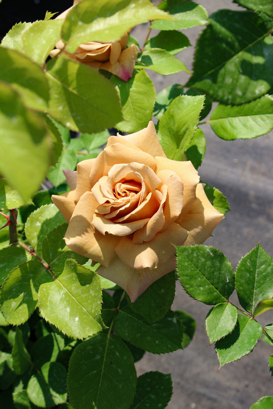 Rosier grandiflora 'Honey Dijon'