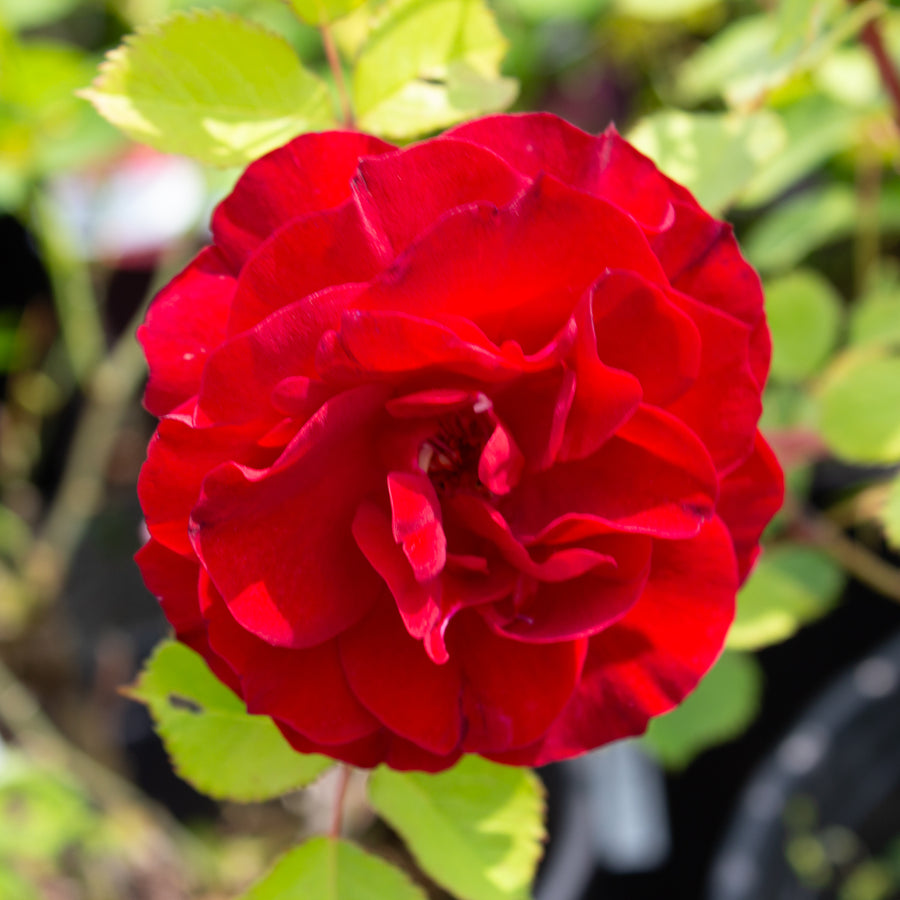Hardy rose 'Hope for Humanity'