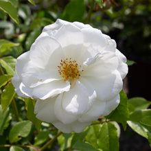 Floribunda rose 'Iceberg'