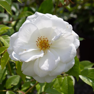 Rosier floribunda ‘Iceberg’ (Rosa)