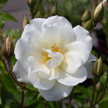 Floribunda rose 'Iceberg'