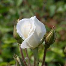 Floribunda rose 'Iceberg'