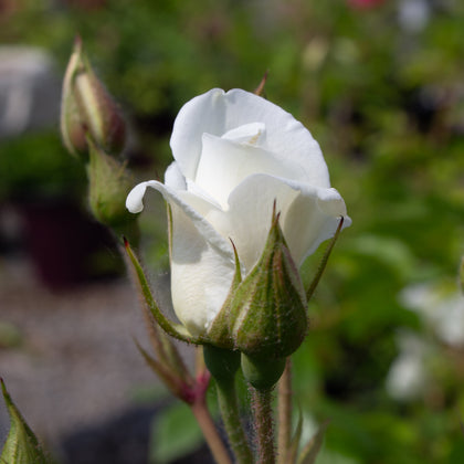 Floribunda rose 'Iceberg'