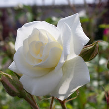 Floribunda rose 'Iceberg'