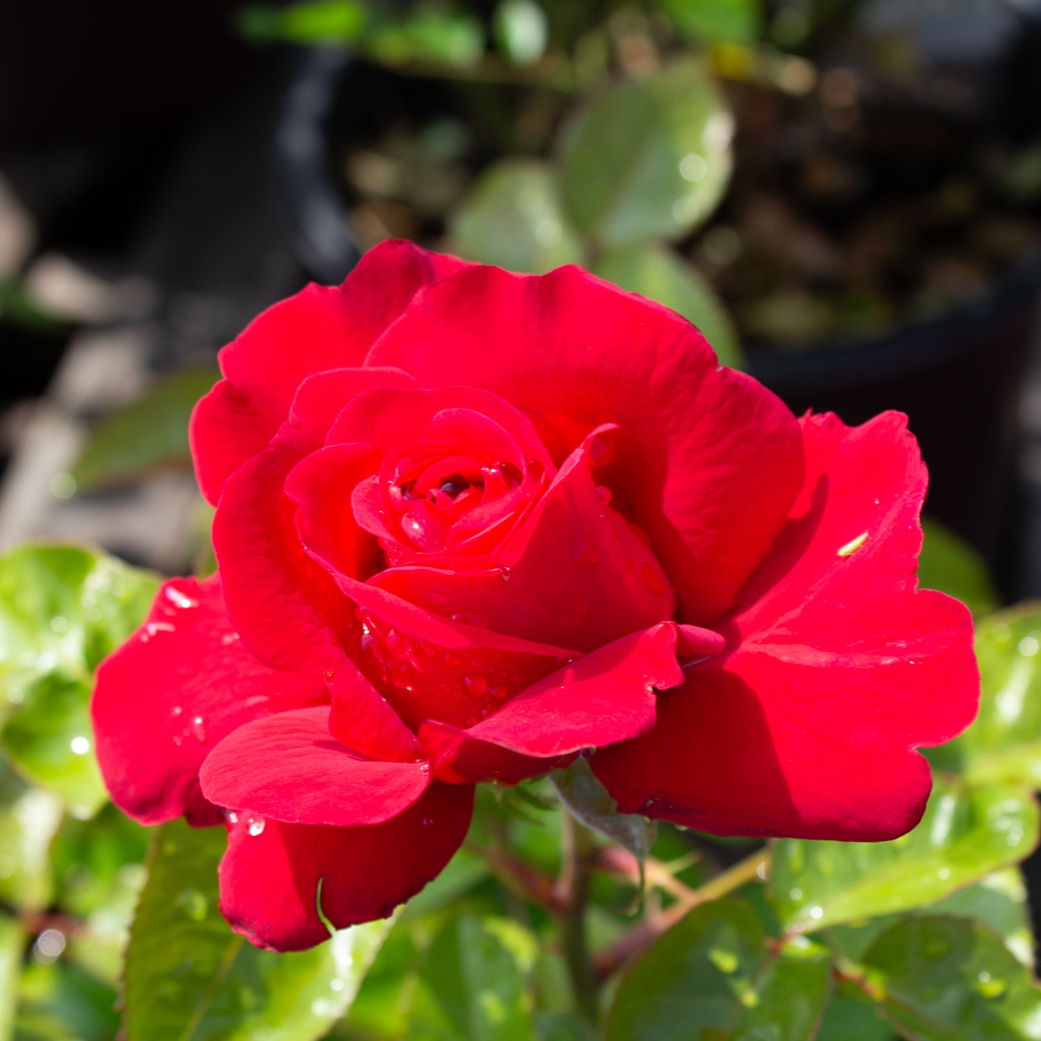 Floribunda rose 'In Love Again'