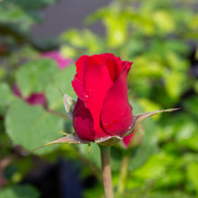 Floribunda rose 'In Love Again'
