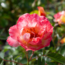 Floribunda rose 'Italian Ice'