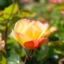 Floribunda rose 'Italian Ice'