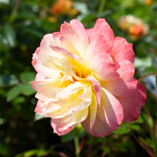 Rosier floribunda 'Italian Ice'