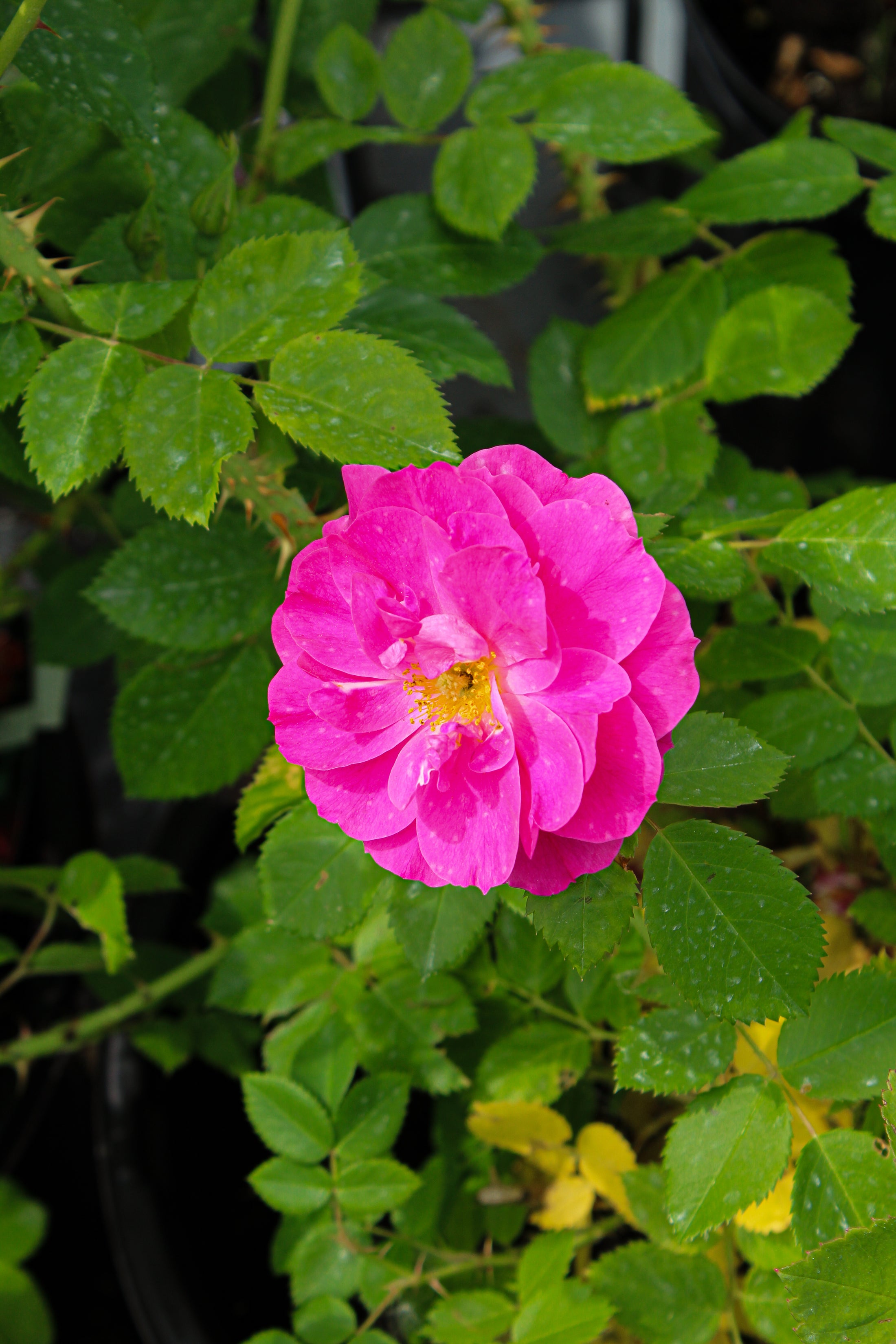 Rosier rustique 'John Cabot'