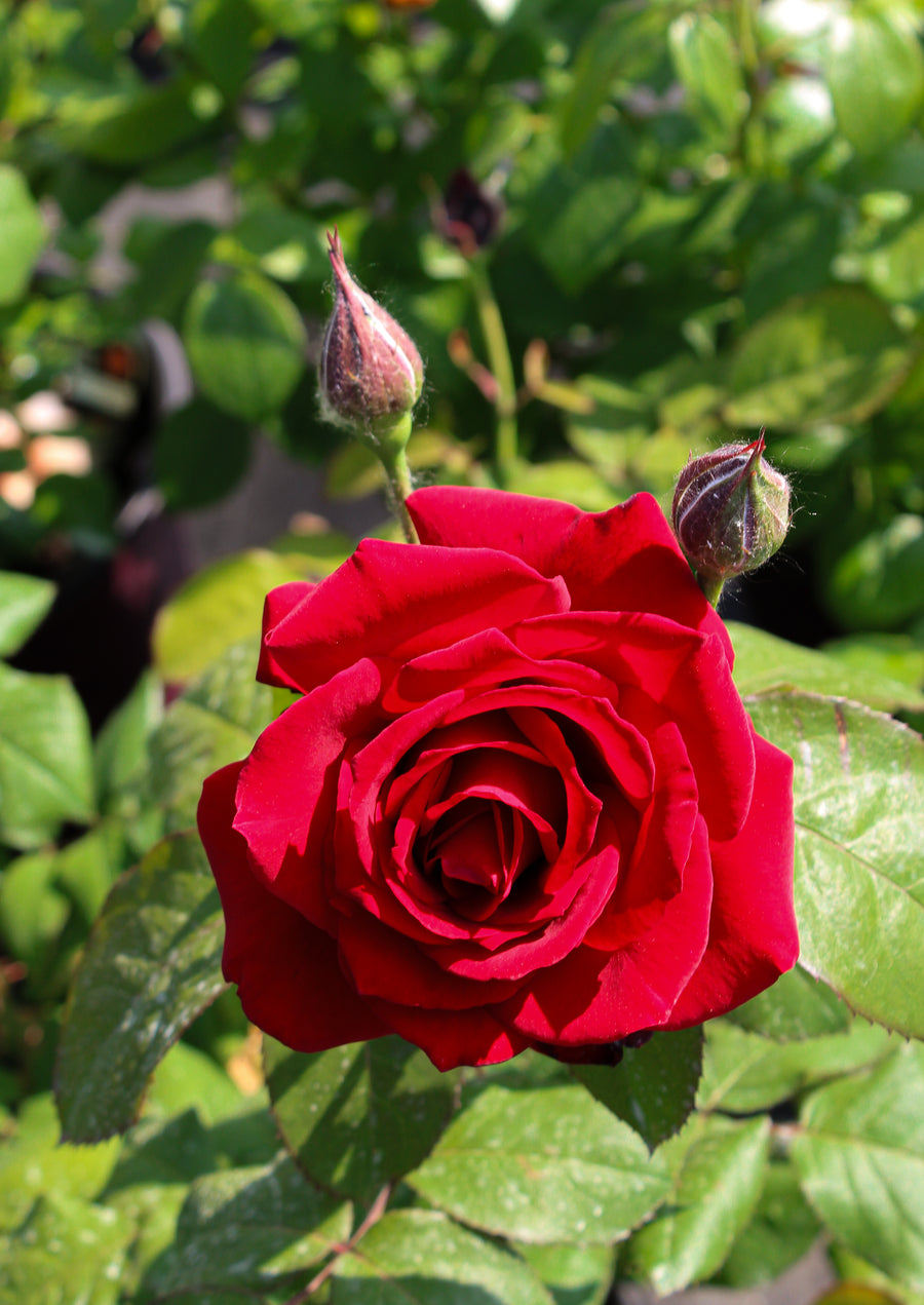 Rosier grandiflora 'John S. Armstrong'
