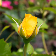 Floribunda rose 'Julia Child'
