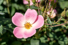 Rainbow 'Knock Out' hardy rose