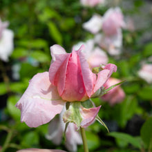 Hardy rose bush 'Lambert Closse'