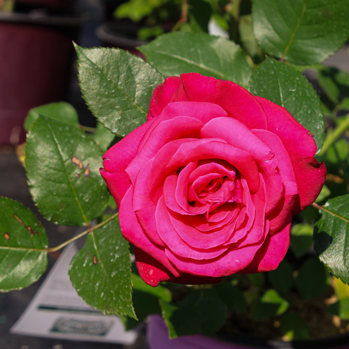 Rosier rustique 'Showpiece Lipstick'