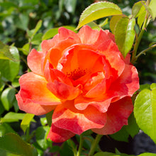 Rosier floribunda 'Livin' Easy'