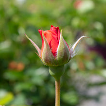 Rosier floribunda 'Livin' Easy'