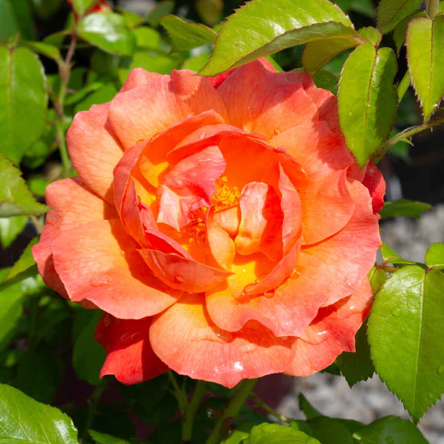 Rosier floribunda 'Livin' Easy'