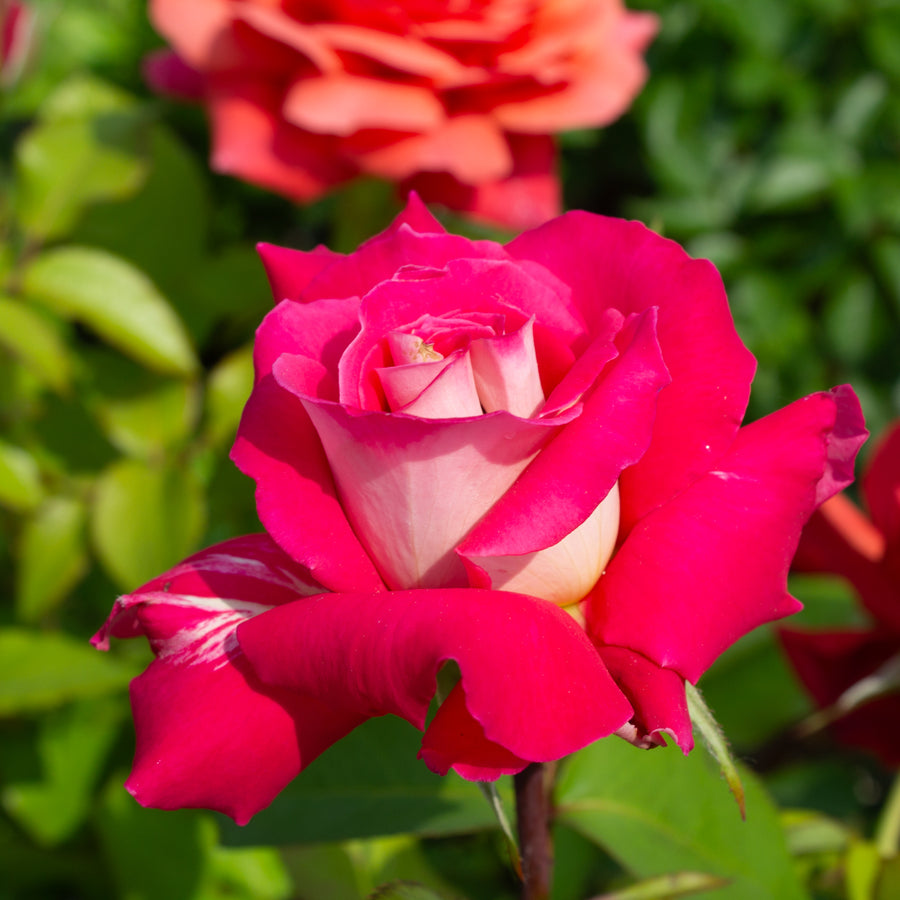 Rosier grandiflora 'Love'