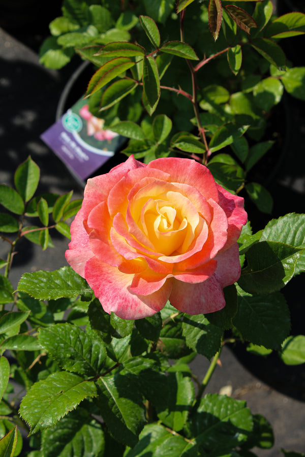 Floribunda rose 'Make Me Blush'