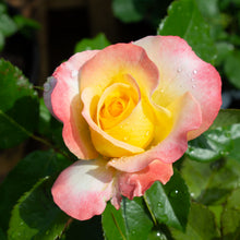 Rosier floribunda 'Make Me Blush'