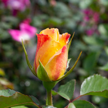 Rosier floribunda 'Make Me Blush'