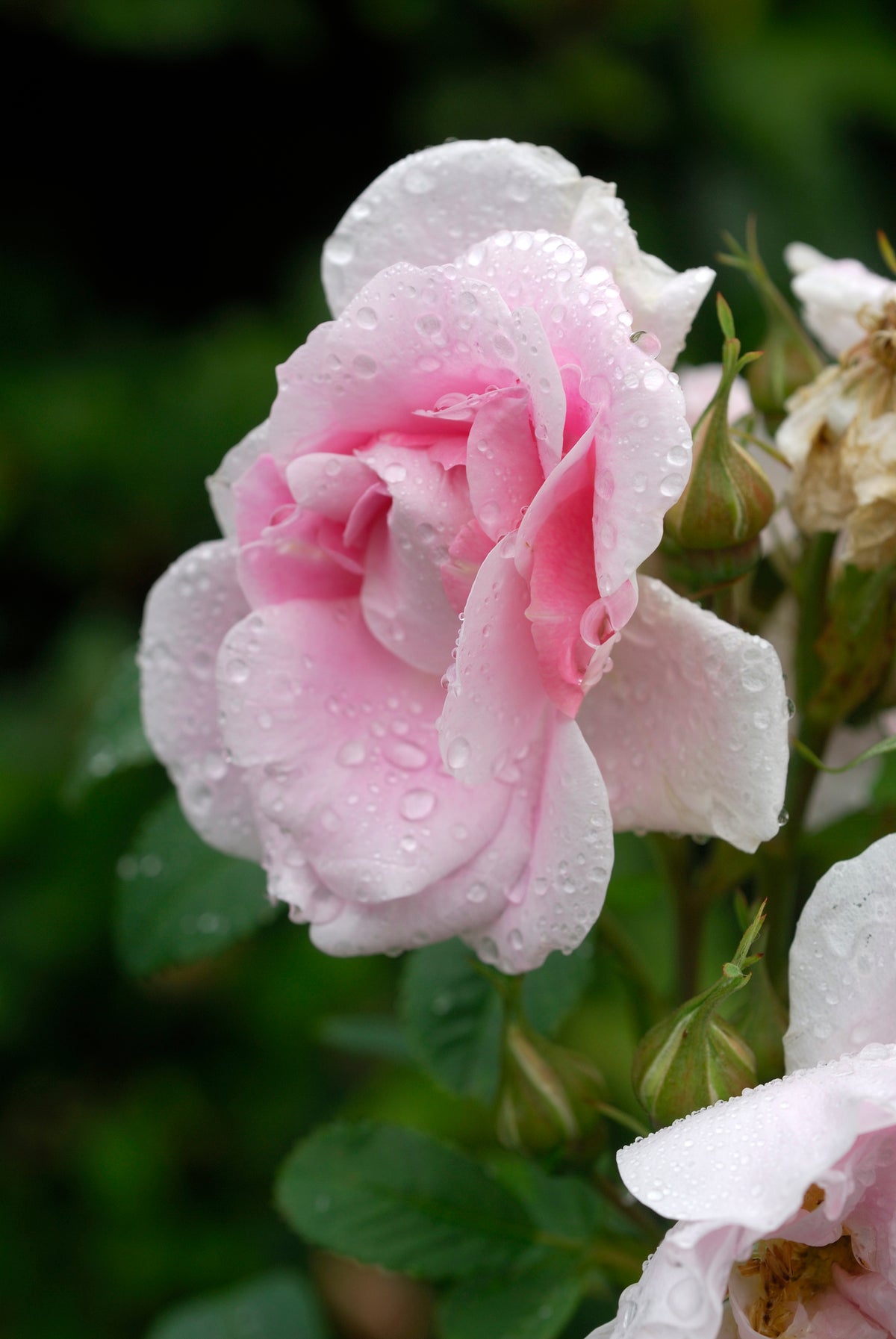 Rosier rustique 'Martin Frobisher'