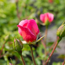 Floribunda rose 'Maxi Vita'