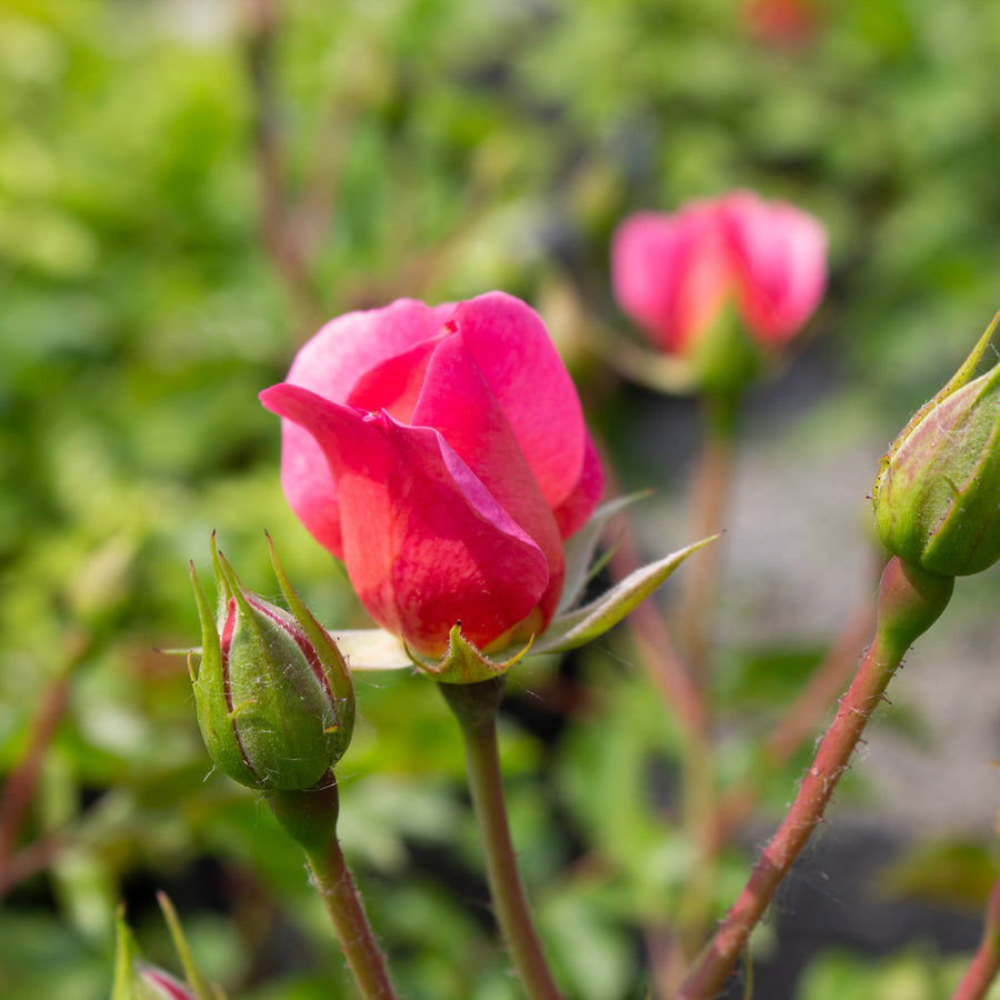 Rosier floribunda 'Maxi Vita'