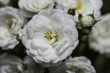 Rosier rustique 'Meidiland Alba'