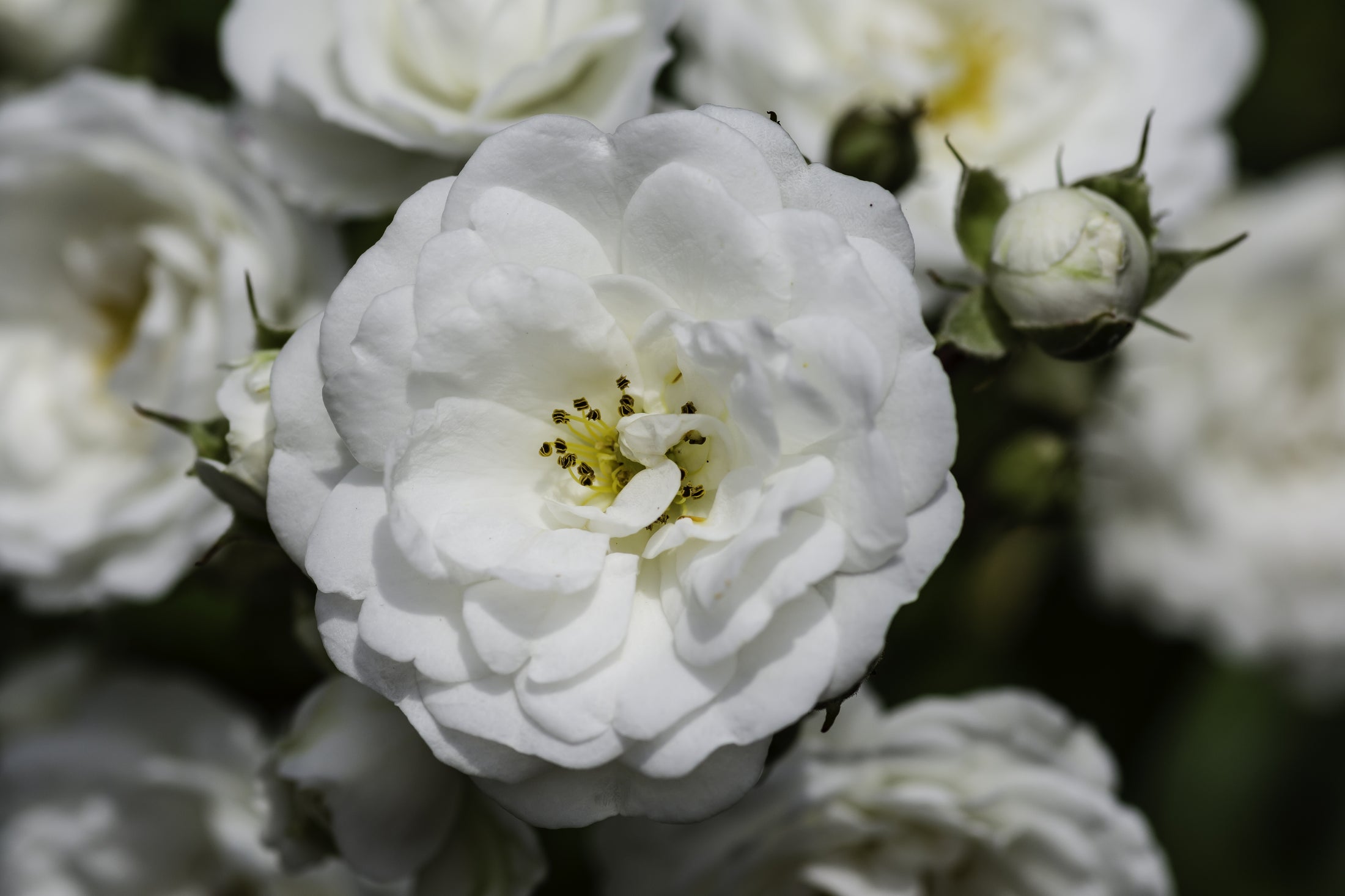 Rosier rustique 'Meidiland Alba'