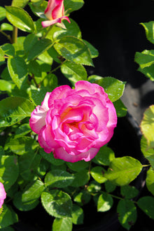 Grandiflora rose 'Miss Congeniality'